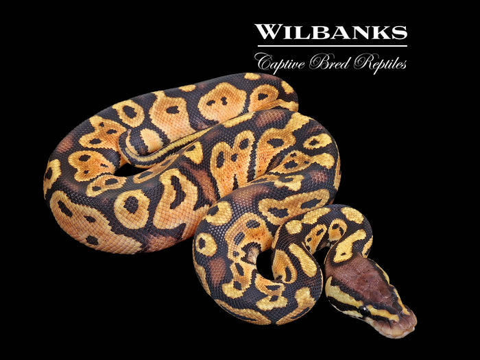 Pastel Ball Python ♂ '26