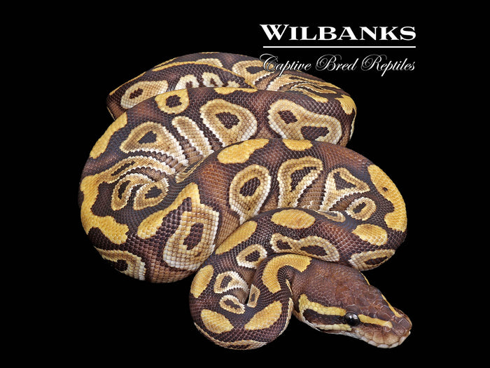 Mojave Ball Python ♀ '26