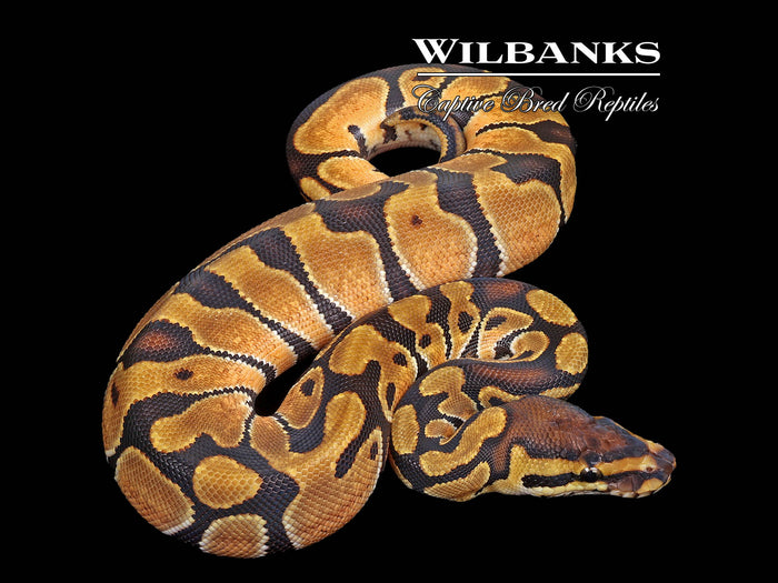 Enchi Ball Python ♀ '26