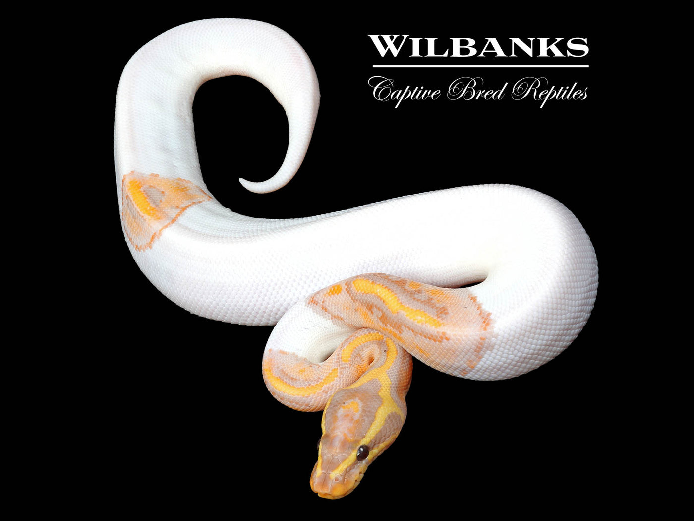 Banana Pied Ball Python ♂ '24