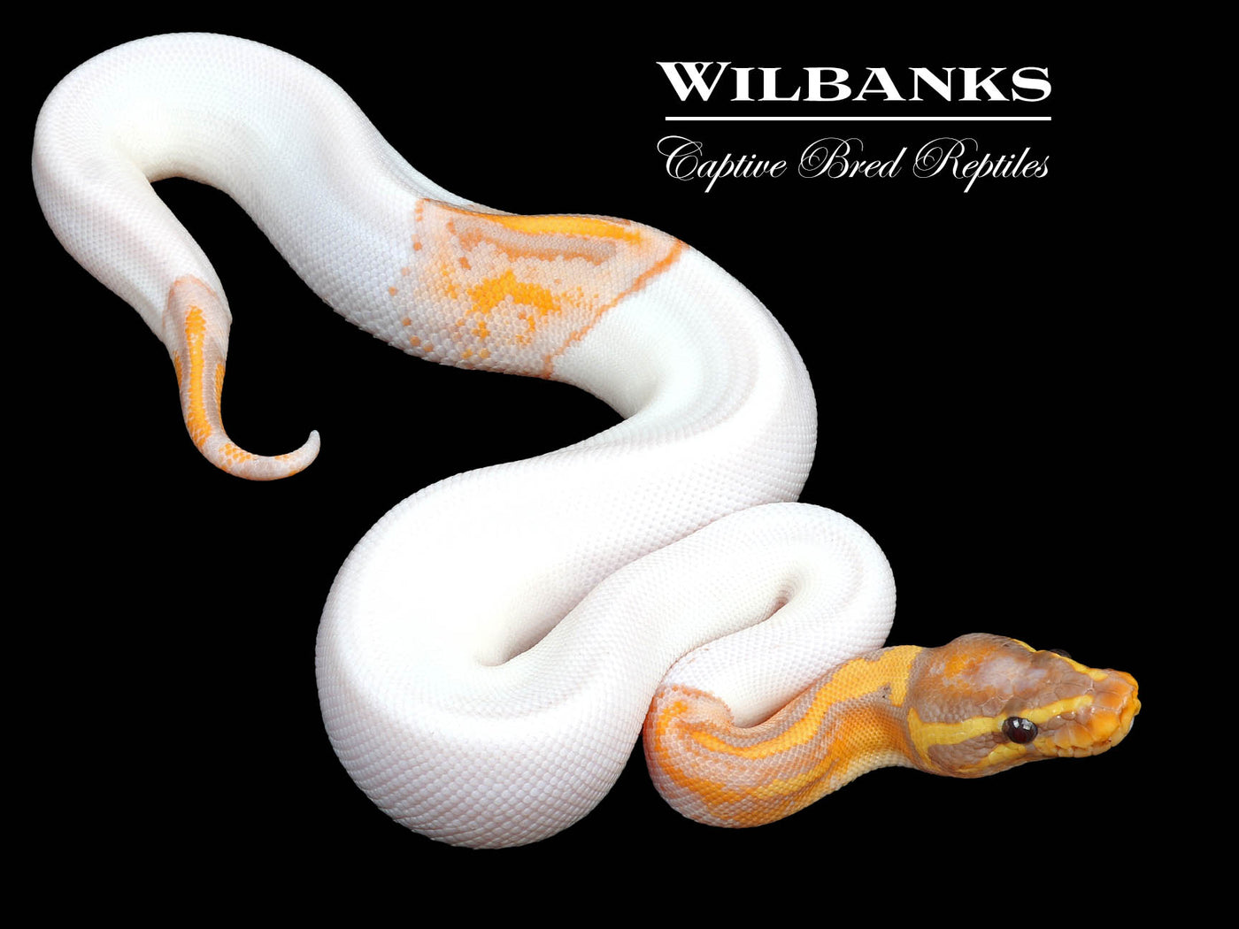 Banana Pied Ball Python ♂ '24