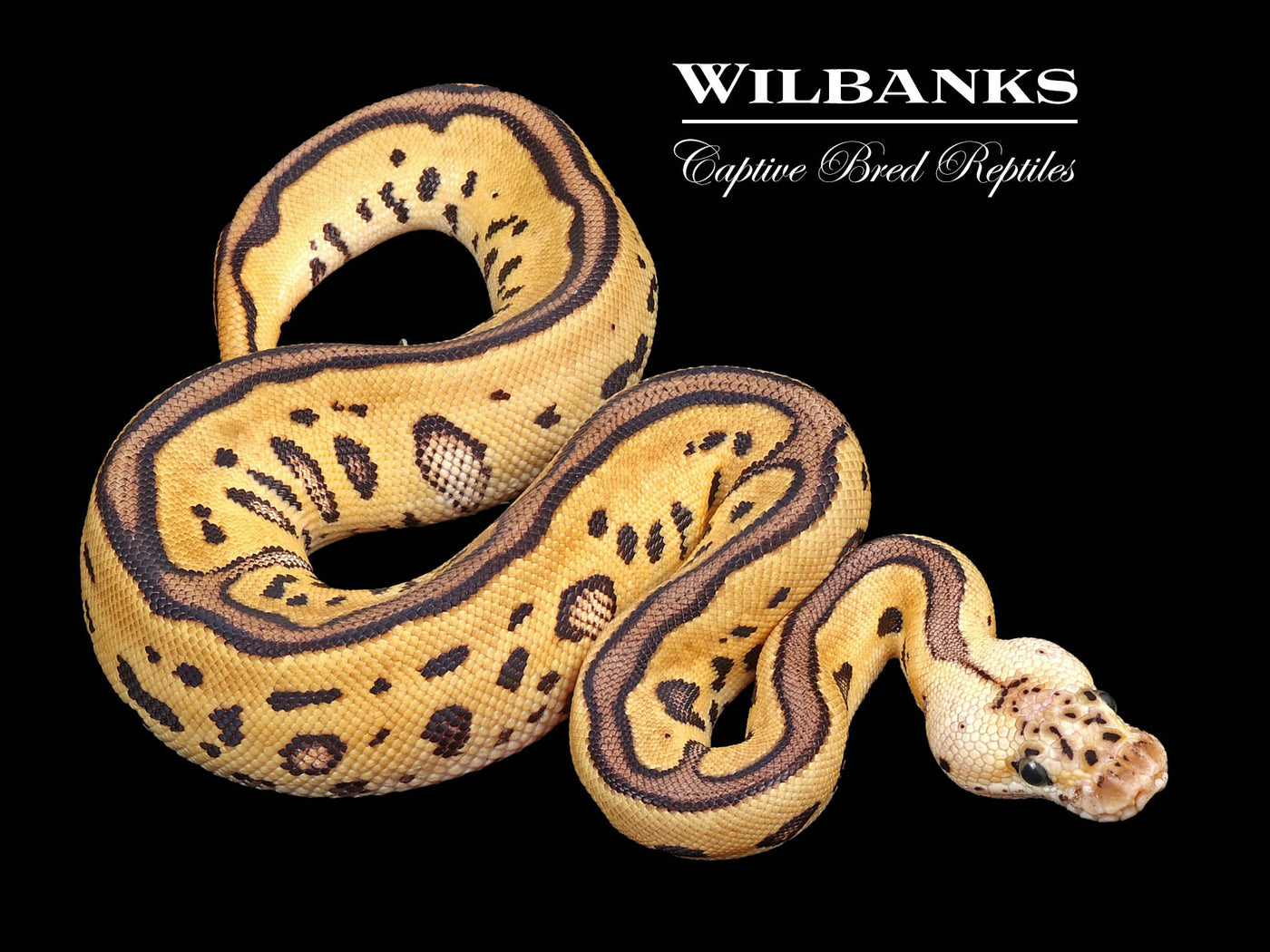 Pastel Leopard Clown Ball Python ♀ '24