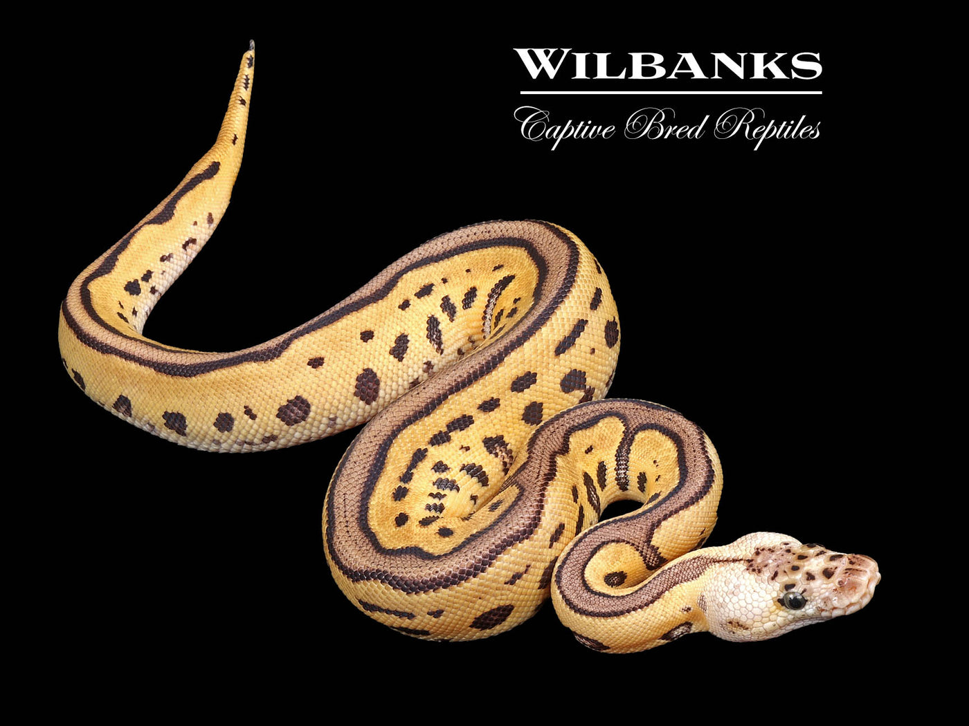 Pastel Leopard Clown Ball Python ♀ '24