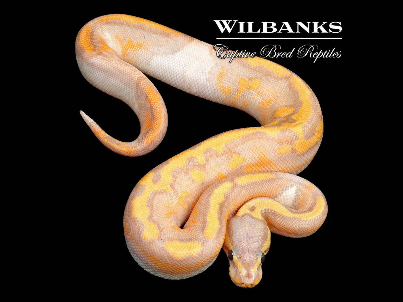 Banana Pied Ball Python ♀ '24