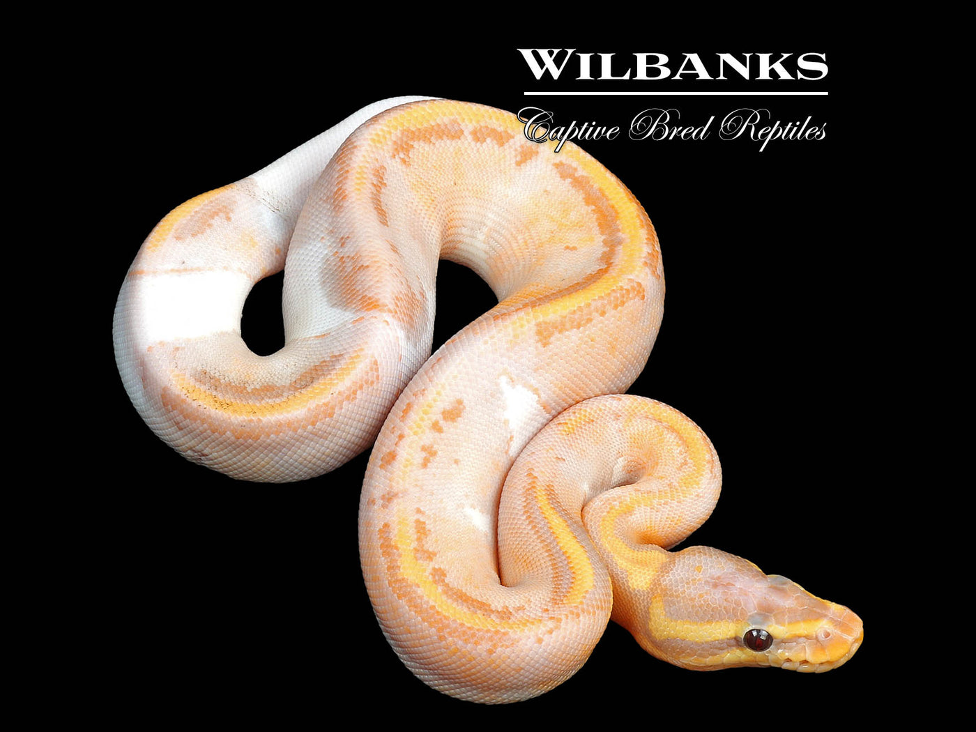 Banana Mahogany Pied Ball Python ♀ '24