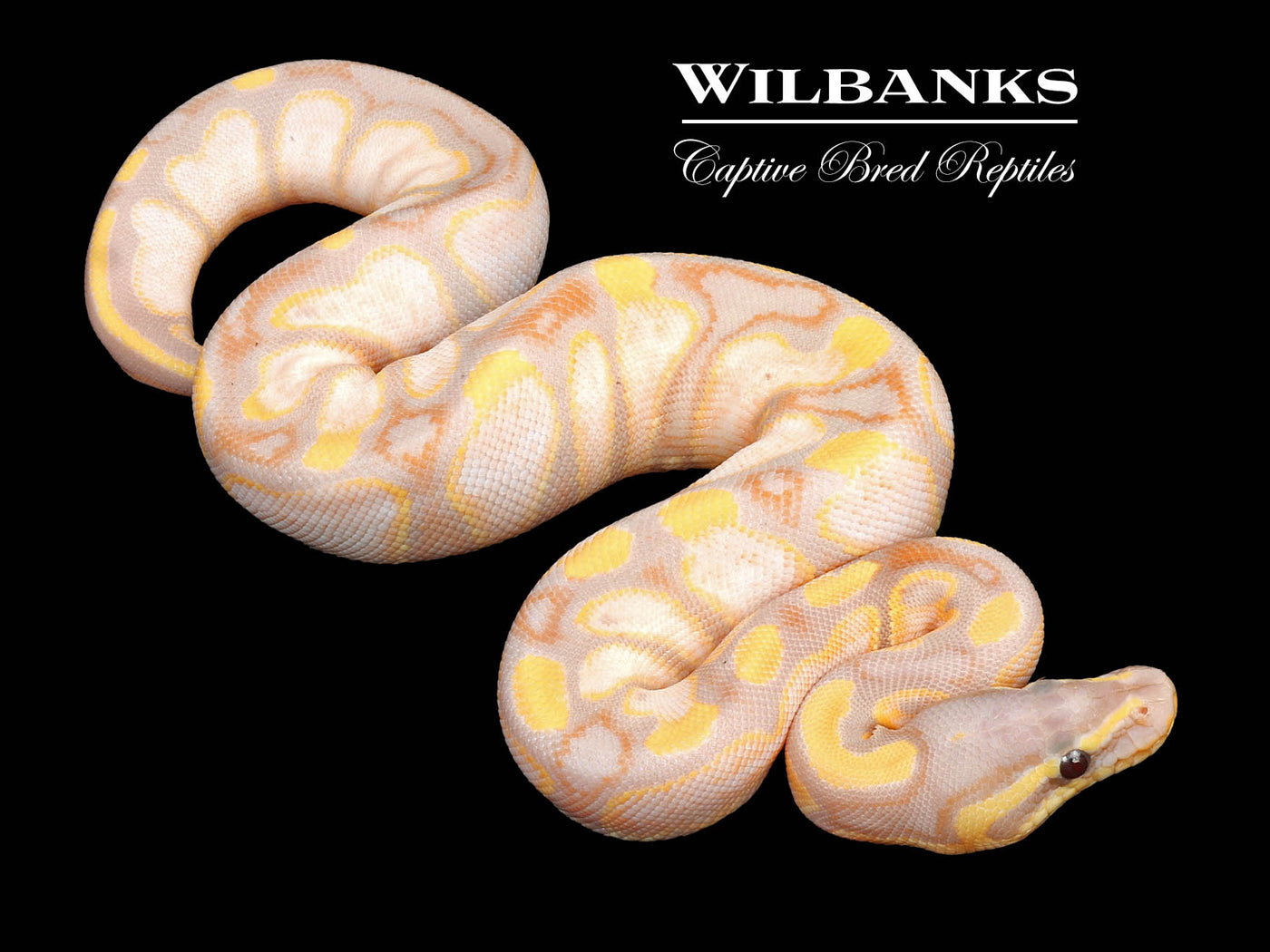 Banana Sugar Ball Python ♀ '24