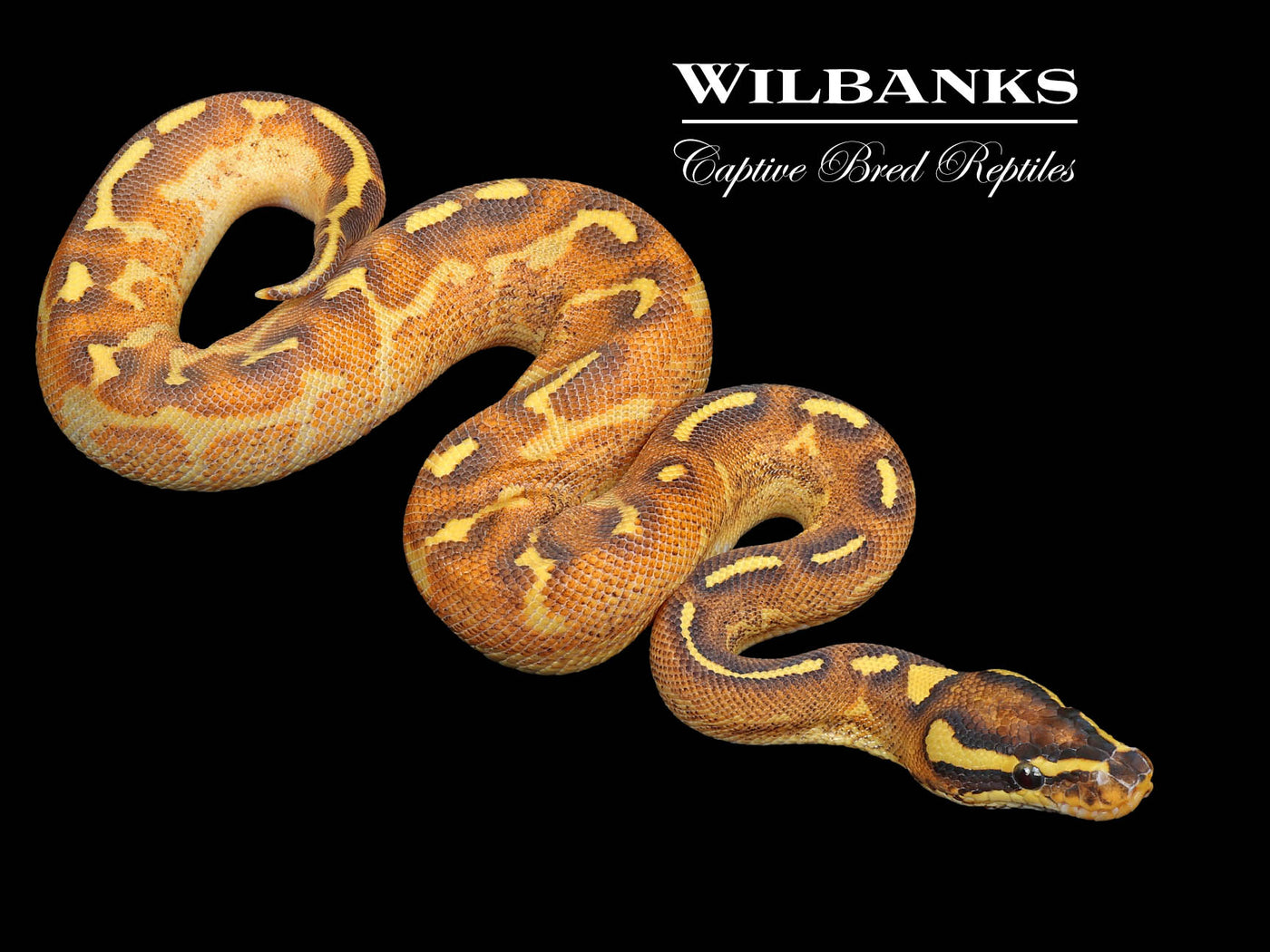 Enchi Freeway Mardi Gras Ball Python ♂ '24