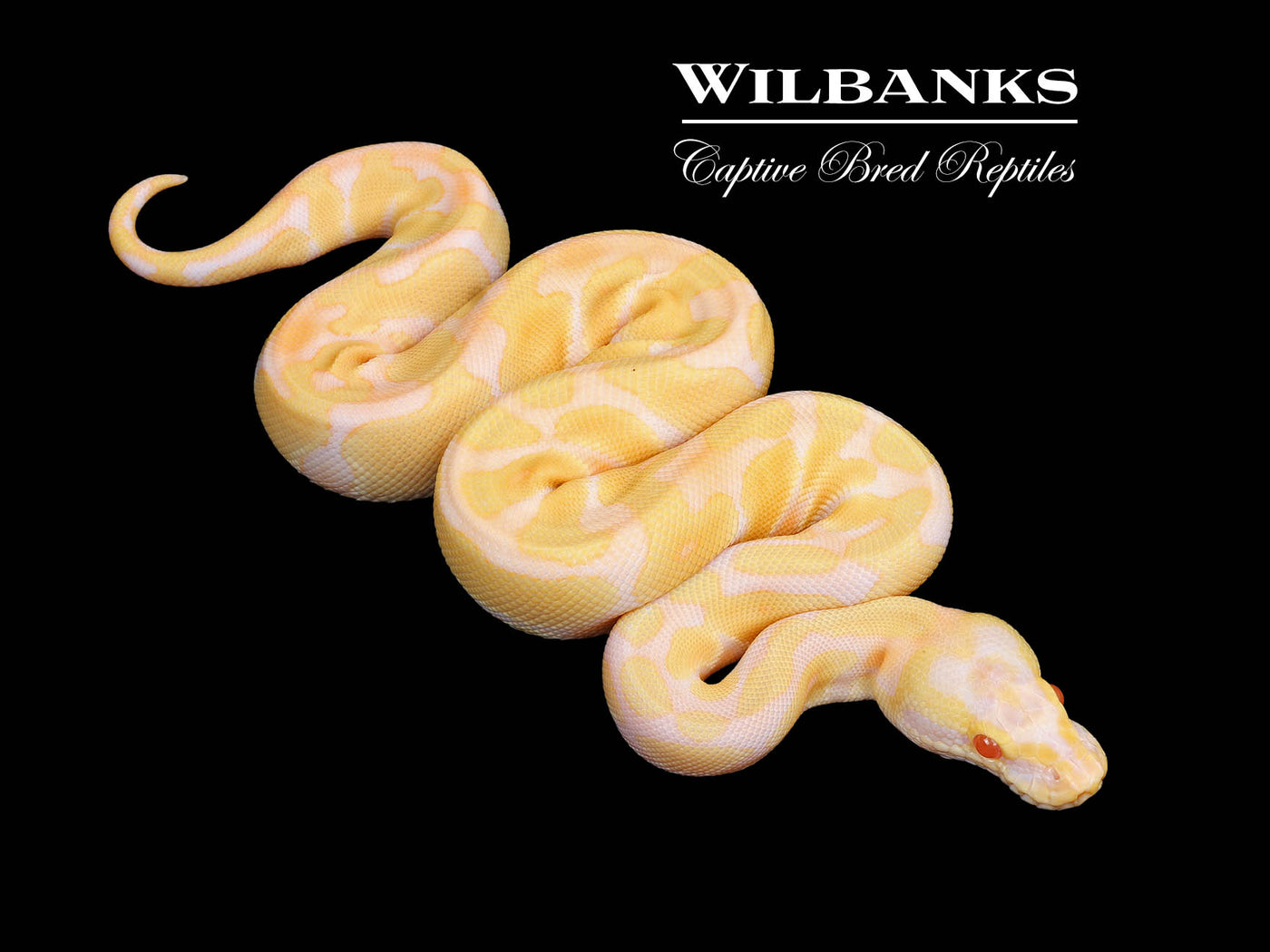 Pastel Albino Enchi Ball Python ♂ '25
