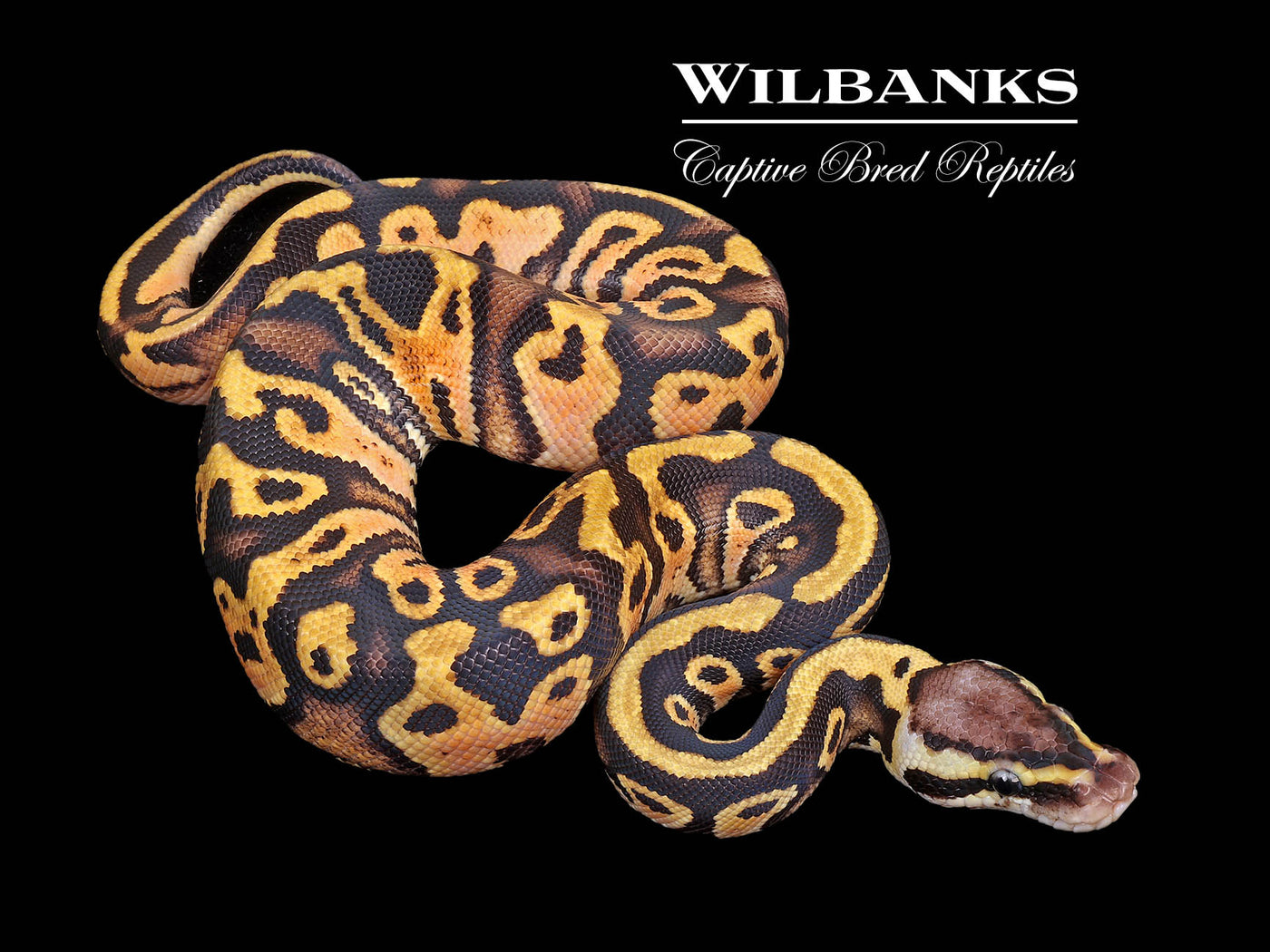 Pastel Sugar 100% Het. Clown Ball Python ♂ '25