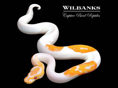 Leopard Sugar Dreamsicle Lavender Pied Ball Python ♀ '25