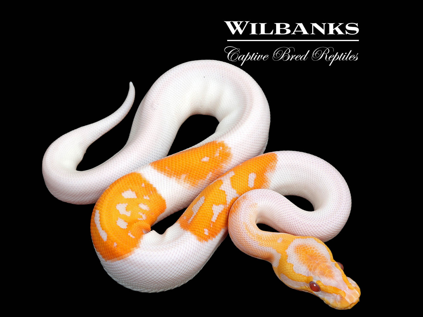 Leopard Sugar Dreamsicle Lavender Pied Ball Python ♀ '25