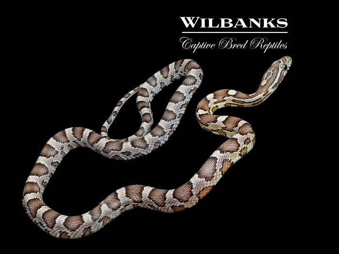 Anery Corn Snake ♀ '25