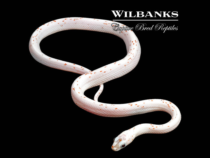 Palmetto Corn Snake ♀ '25