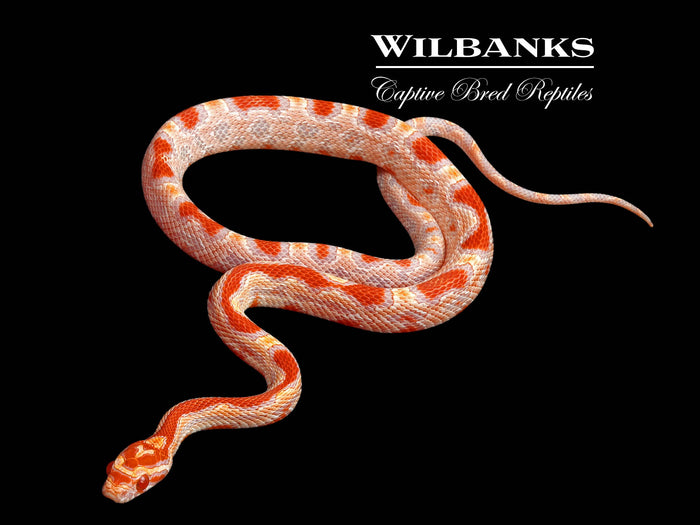 Extreme Albino Reverse Okeetee Corn Snake ♂ '26