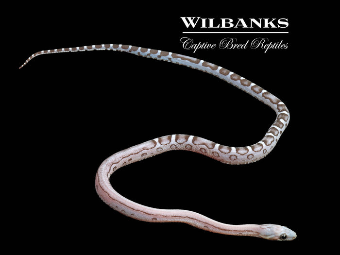 Anery Scaleless Corn Snake ♂ '26