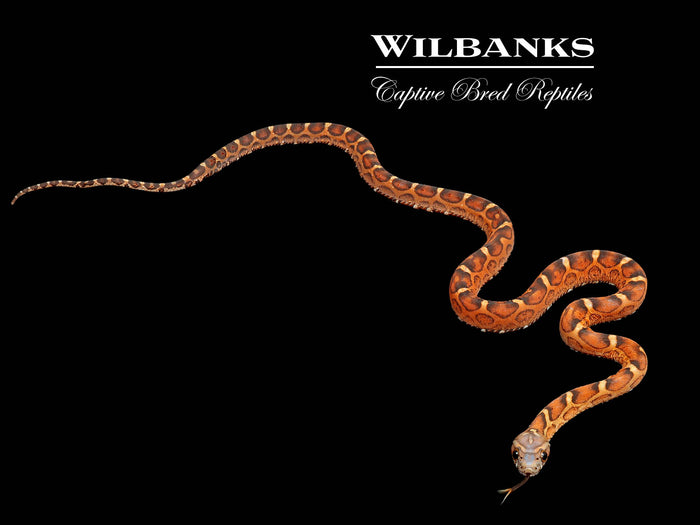 Scaleless Corn Snake ♀ '26