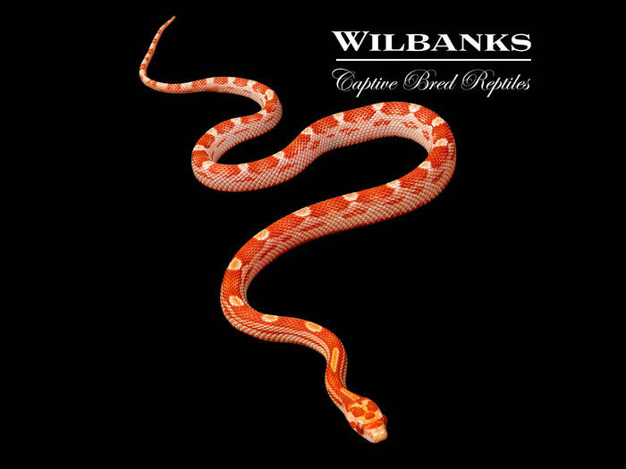 Albino Motley Corn Snake ♀ '26