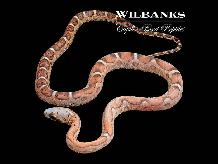 Scaleless Corn Snake ♀ '26