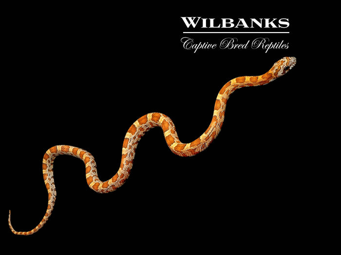 Sunkissed Corn Snake ♂ '26