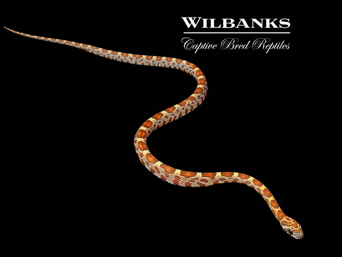 Sunkissed Corn Snake ♀ '26