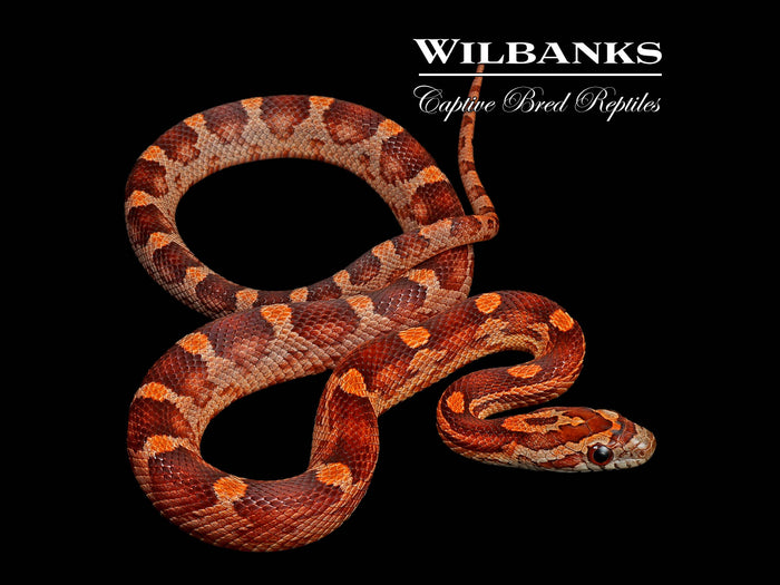 Motley Corn Snake ♂ '26