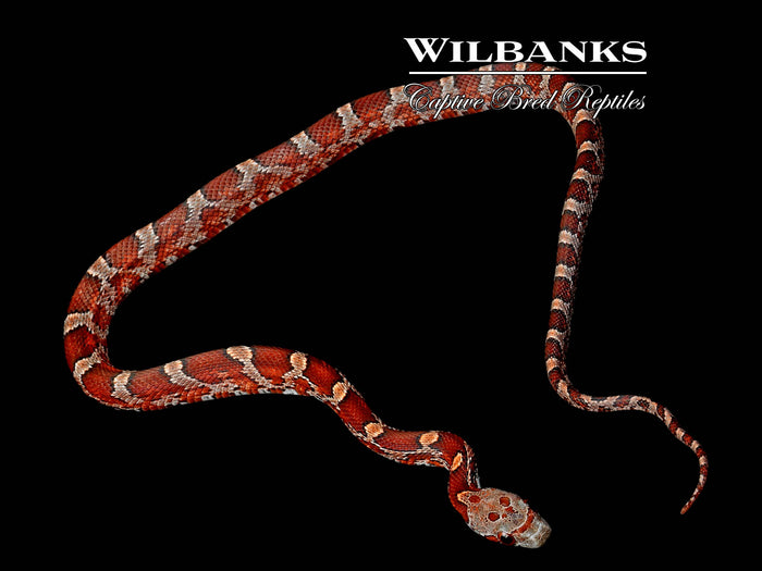 Bloodred Corn Snake ♂ '26
