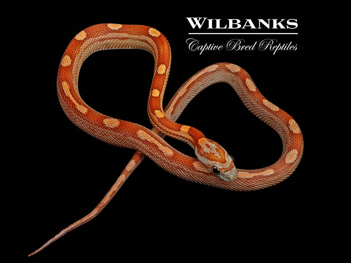 Motley Corn Snake ♀ '26