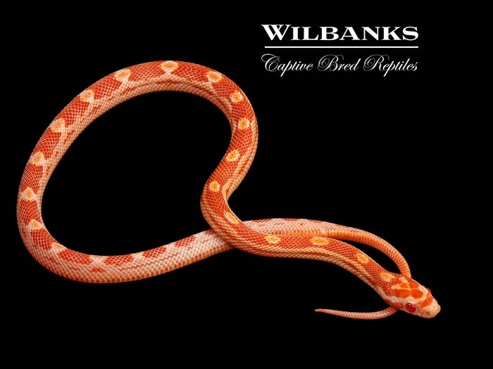 Albino Motley Corn Snake ♂ '26