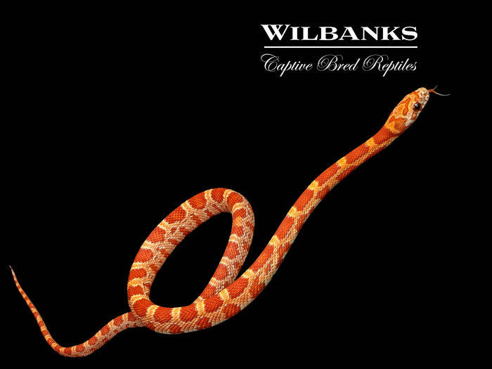 Hypo Sunkissed Corn Snake ♂ '26