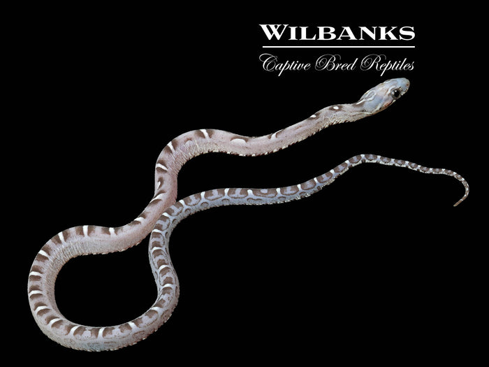 Anery Scaleless Corn Snake ♀ '26