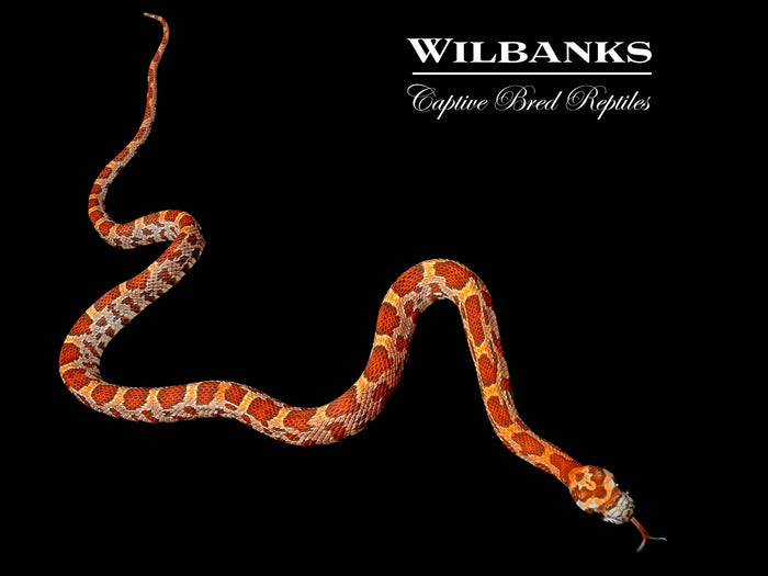 Sunkissed Corn Snake ♂ '26