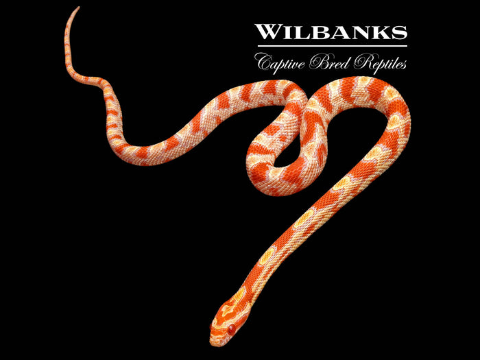 Albino Okeetee Corn Snake ♀ '26