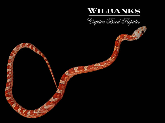 Hypo Bloodred Corn Snake ♀ '26