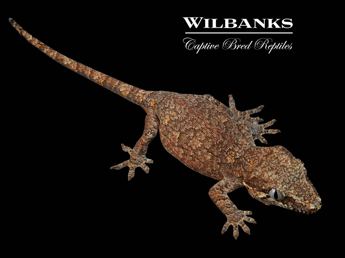 Reticulated Gargoyle Gecko '24