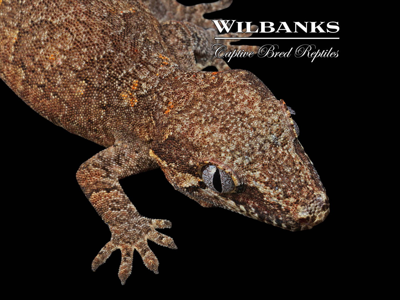 Reticulated Gargoyle Gecko '24