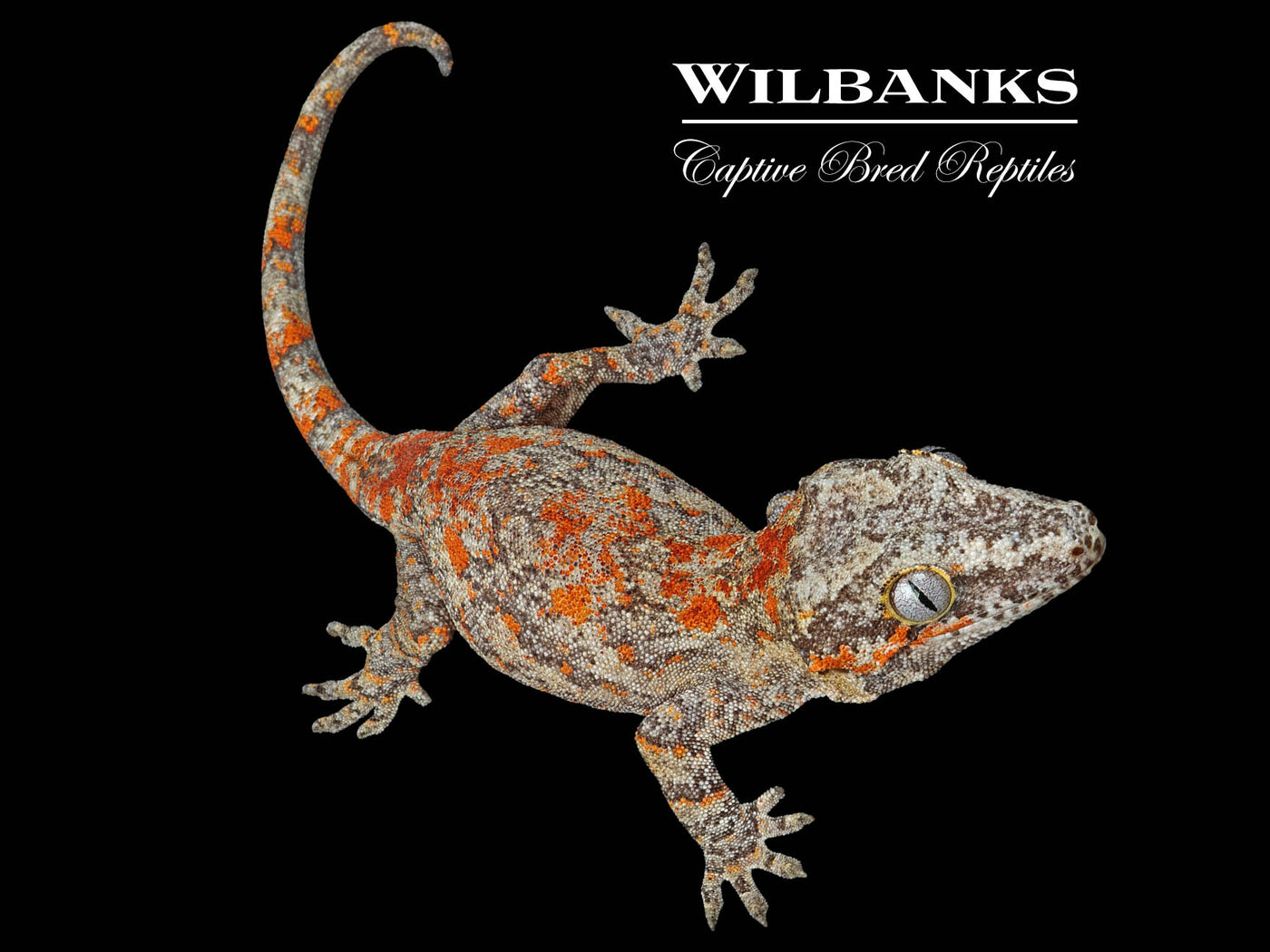 Red Blotch Gargoyle Gecko '24