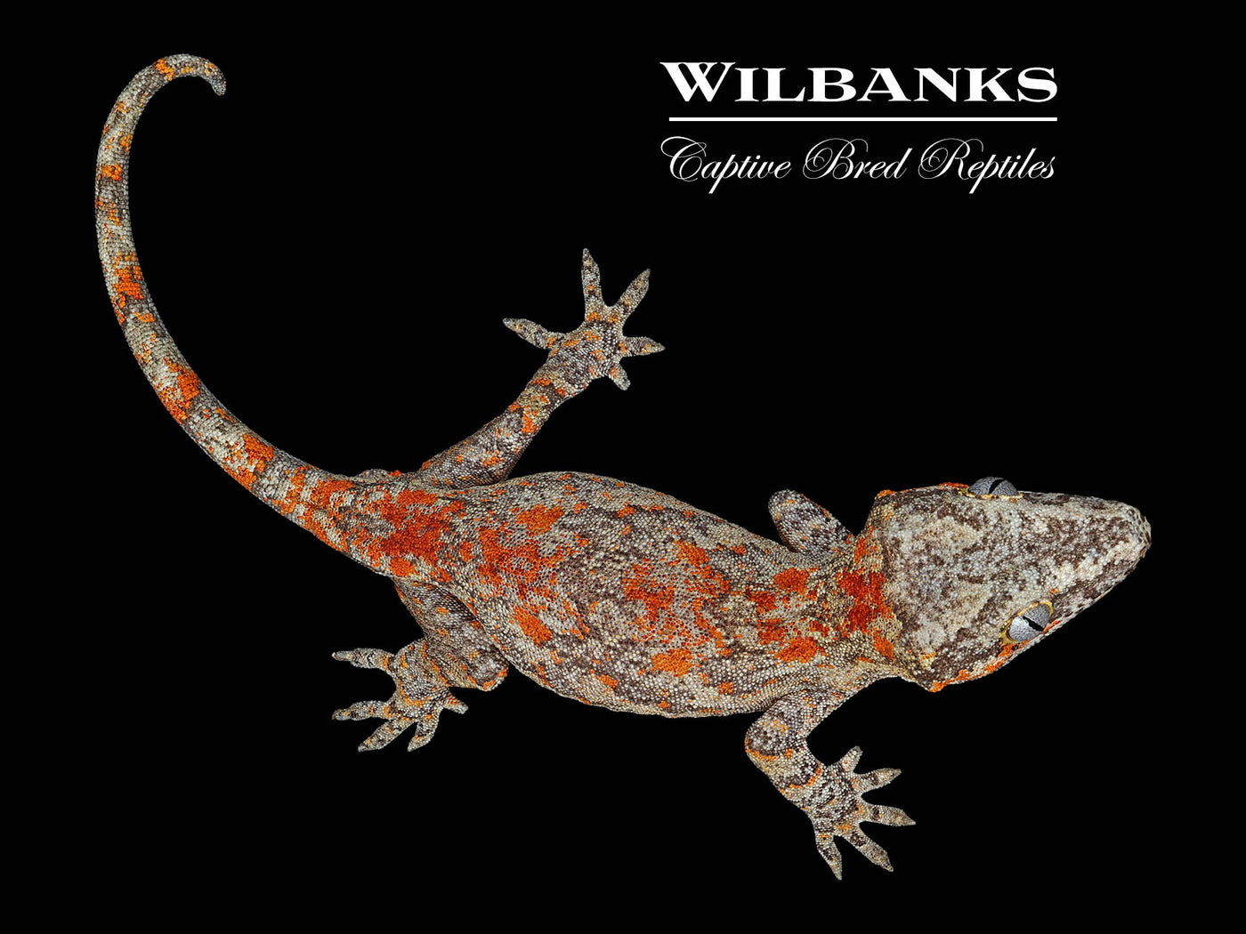 Red Blotch Gargoyle Gecko '24