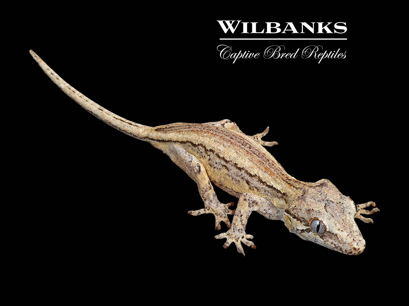 Striped Gargoyle Gecko '24