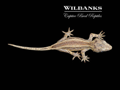 Striped Gargoyle Gecko '24