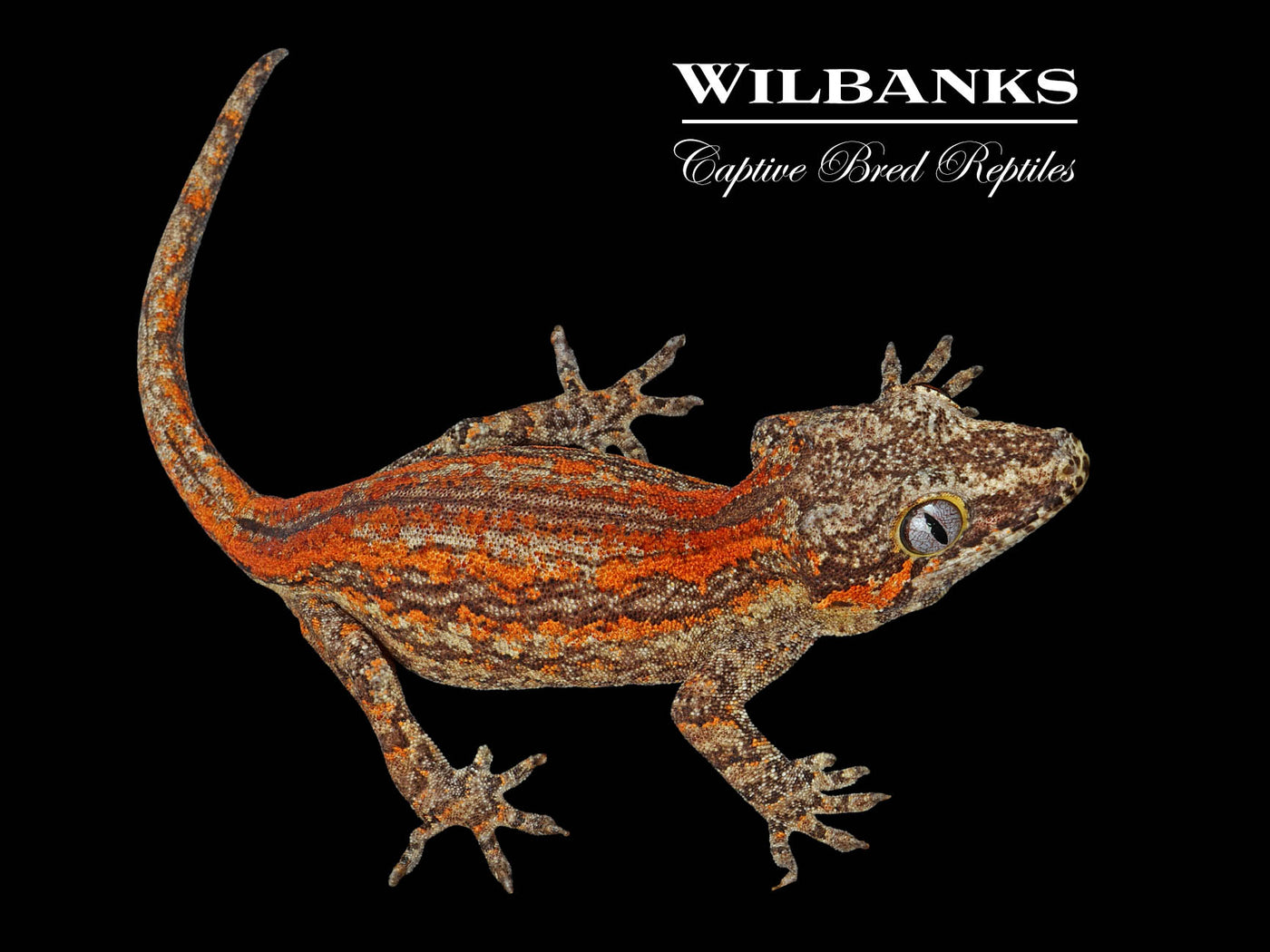 Red Orange Striped Gargoyle Gecko '24