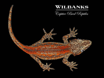 Red Orange Striped Gargoyle Gecko '24