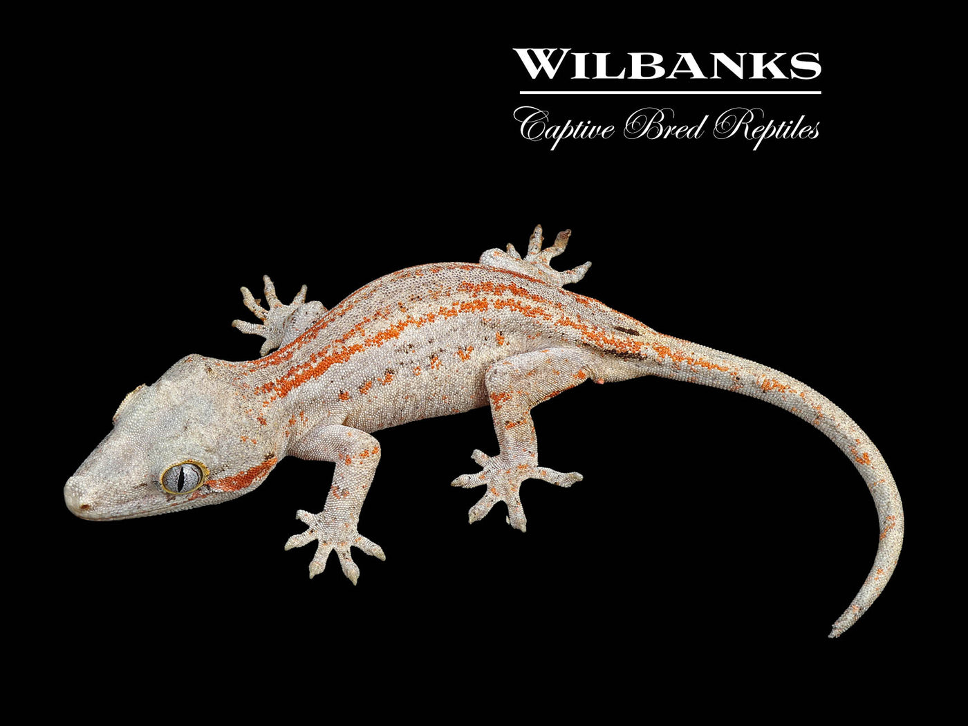 Orange Striped Gargoyle Gecko '24