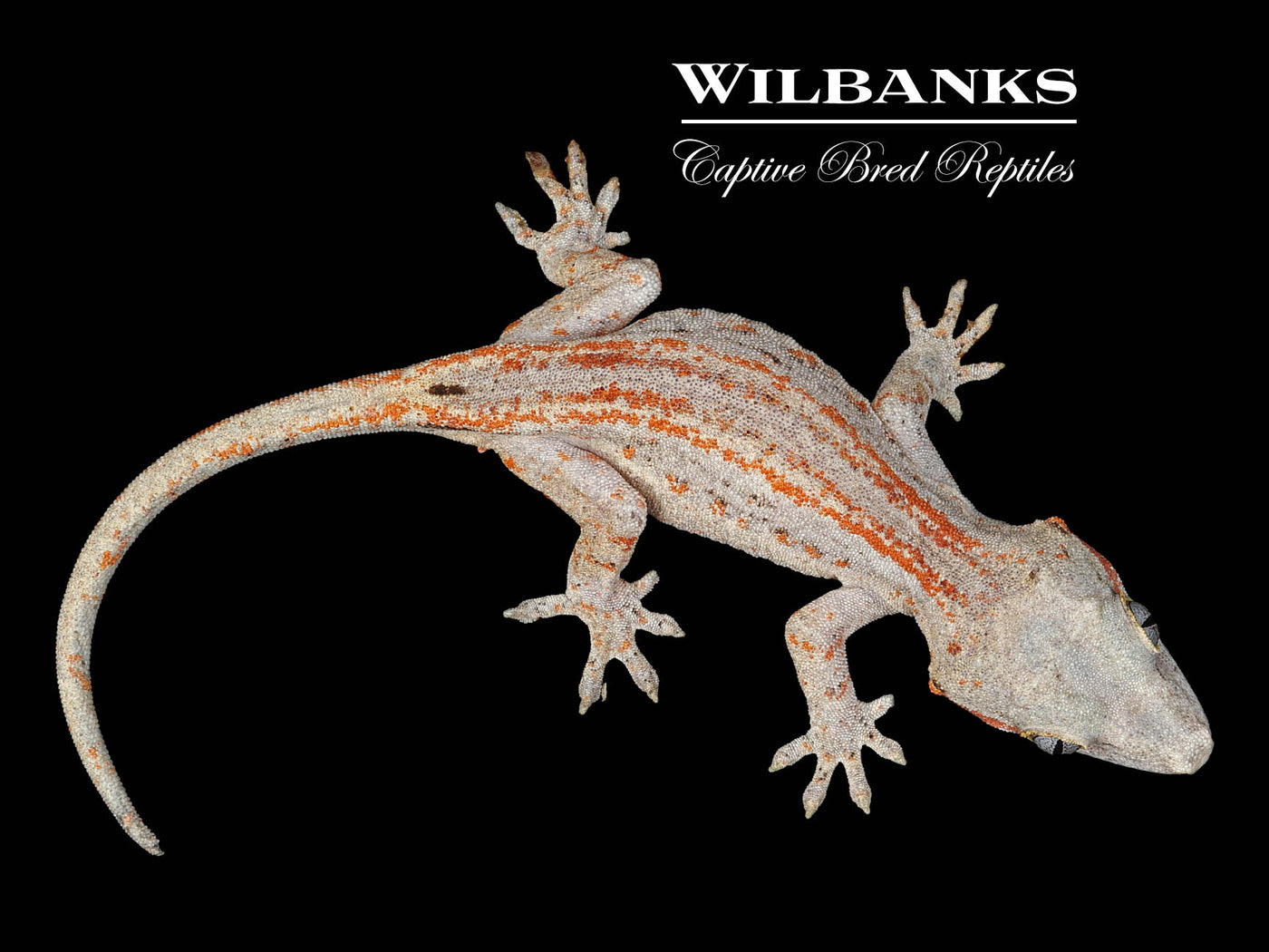 Orange Striped Gargoyle Gecko '24