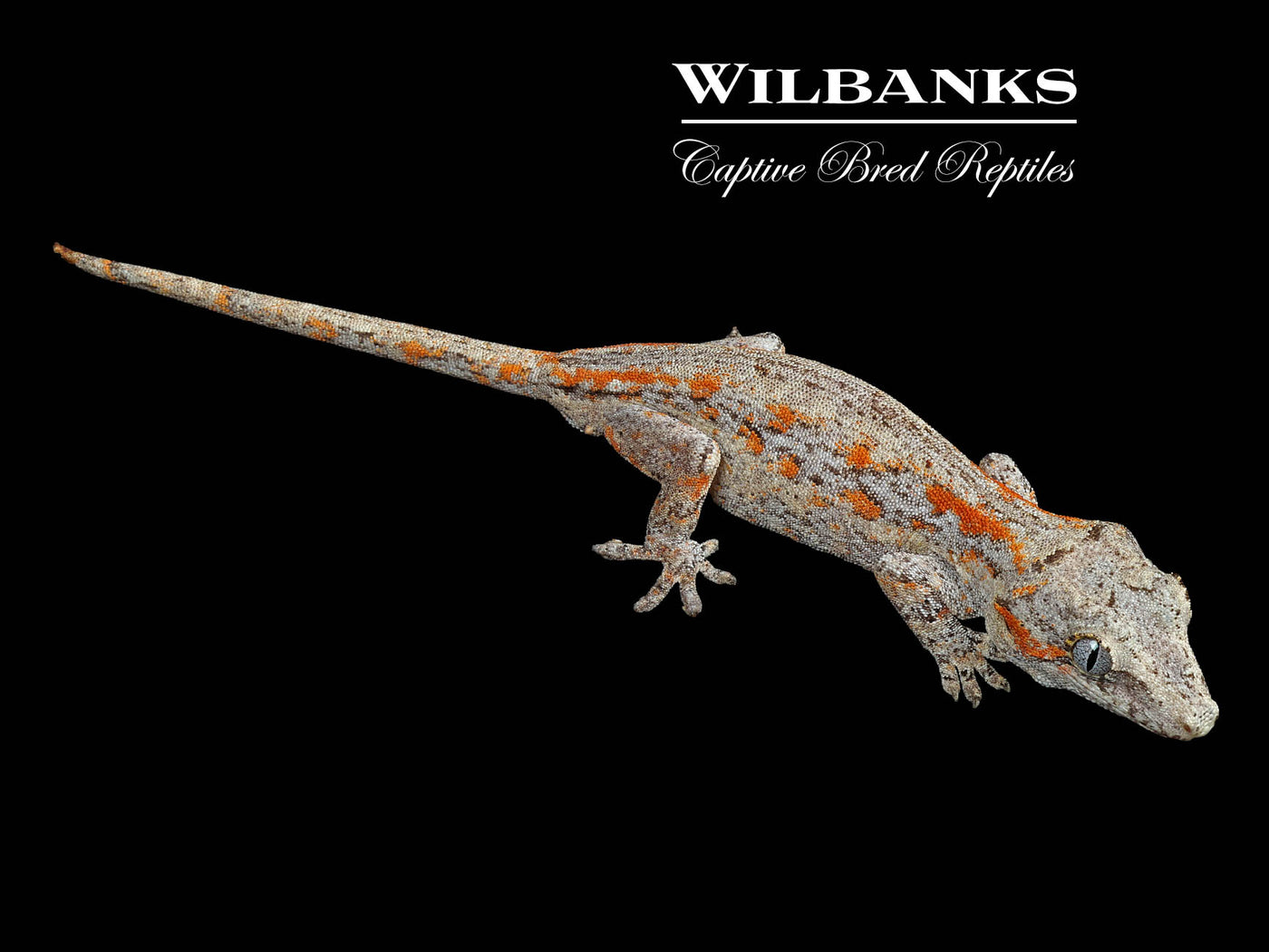 Orange Striped Gargoyle Gecko '24