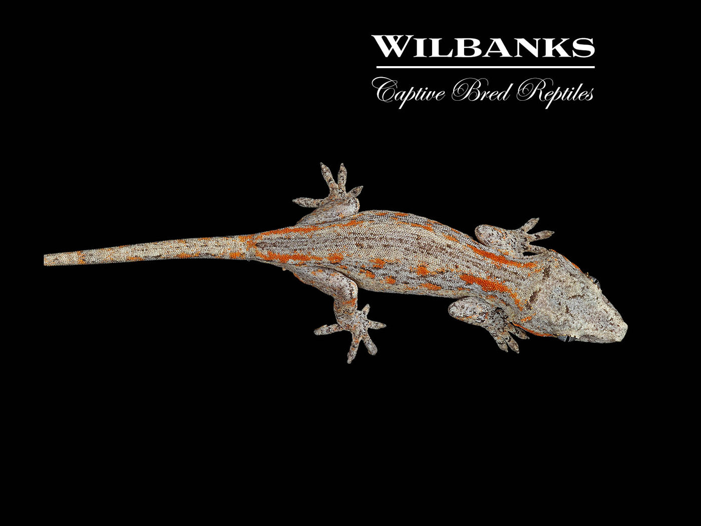 Orange Striped Gargoyle Gecko '24