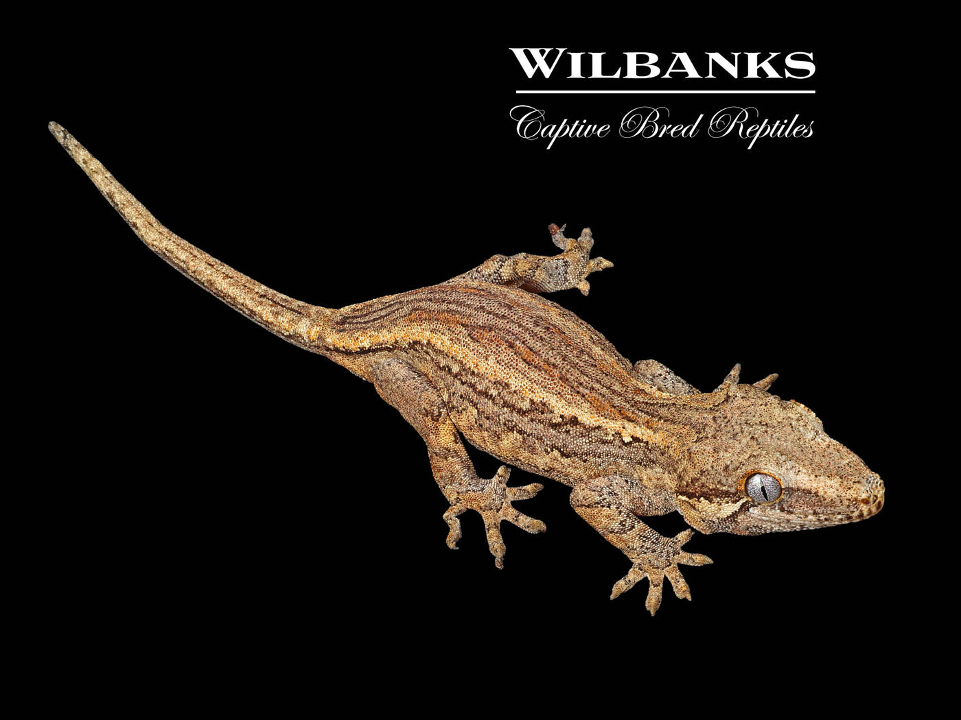 Striped Gargoyle Gecko '24