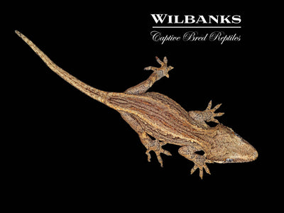 Striped Gargoyle Gecko '24