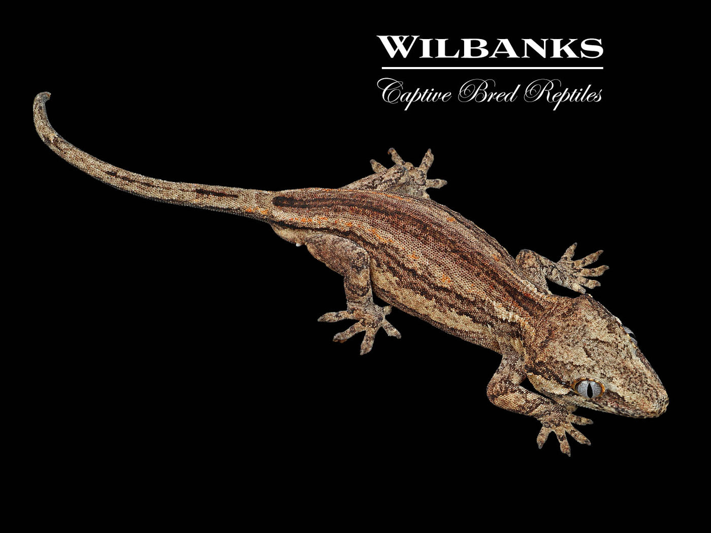 Striped Gargoyle Gecko '24