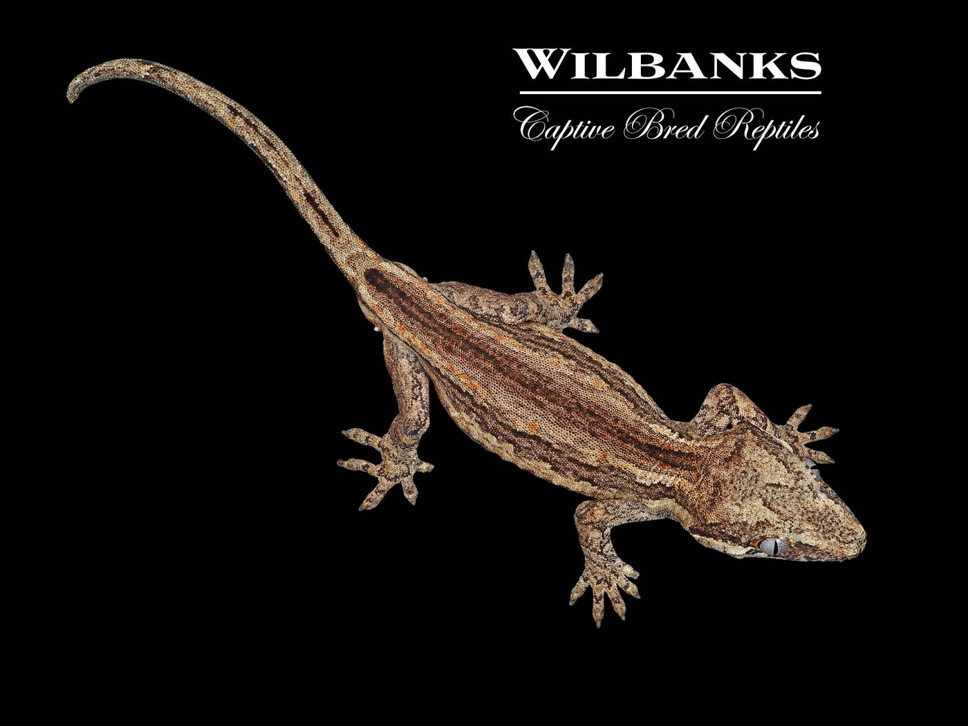 Striped Gargoyle Gecko '24