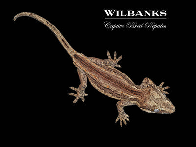 Striped Gargoyle Gecko '24